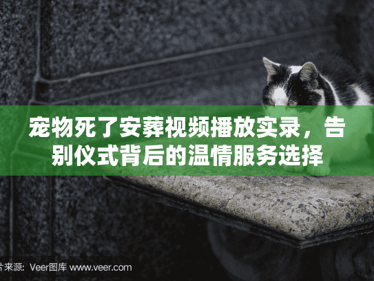 宠物死了安葬视频播放实录，告别仪式背后的温情服务选择