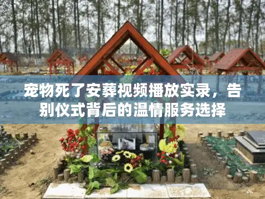 宠物死了安葬视频播放实录，告别仪式背后的温情服务选择