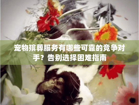 宠物殡葬服务有哪些可靠的竞争对手？告别选择困难指南