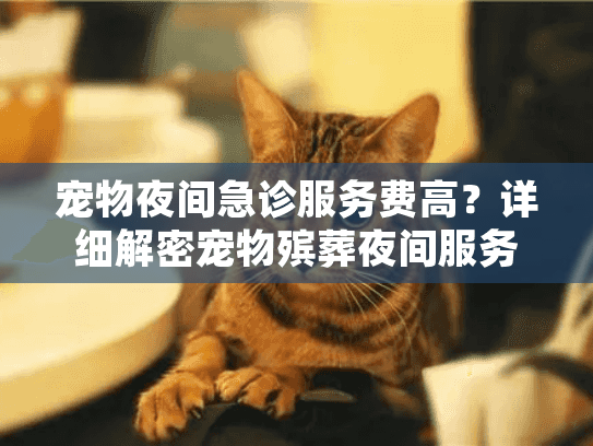 宠物夜间急诊服务费高？详细解密宠物殡葬夜间服务费用详情