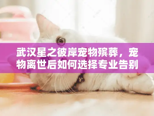 武汉星之彼岸宠物殡葬，宠物离世后如何选择专业告别服务？