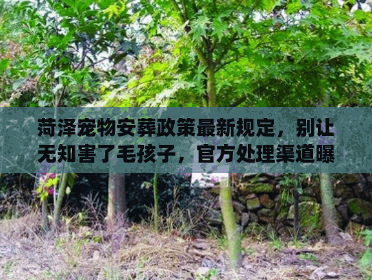 菏泽宠物安葬政策最新规定,别让无知害了毛孩子,官方处理渠道曝光 菏泽宠物安葬政策最新规定,别让无知害了毛孩子,官方处理渠道曝光