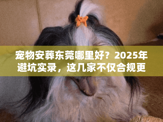 宠物安葬东莞哪里好?2025年避坑实录,这几家不仅合规更暖心 宠物安葬东莞哪里好?2025年避坑实录,这几家不仅合规更暖心