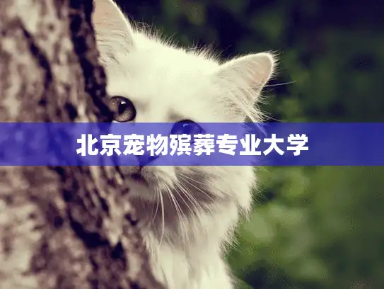 北京宠物殡葬专业大学 北京宠物殡葬专业大学