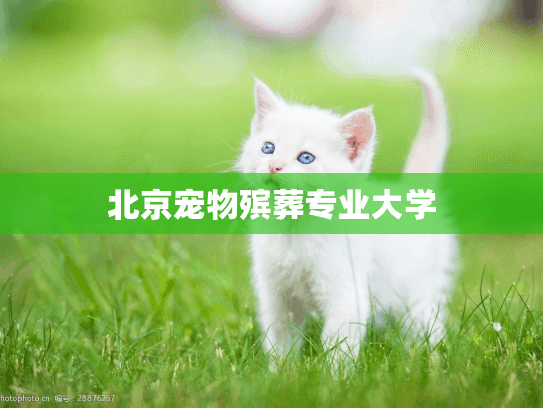 北京宠物殡葬专业大学 北京宠物殡葬专业大学
