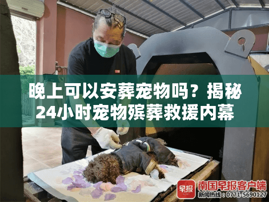 晚上可以安葬宠物吗？揭秘24小时宠物殡葬救援内幕