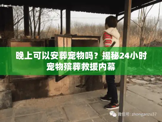 晚上可以安葬宠物吗？揭秘24小时宠物殡葬救援内幕