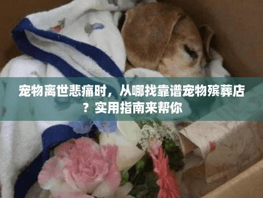 宠物离世悲痛时,从哪找靠谱宠物殡葬店?实用指南来帮你 宠物离世悲痛时,从哪找靠谱宠物殡葬店?实用指南来帮你