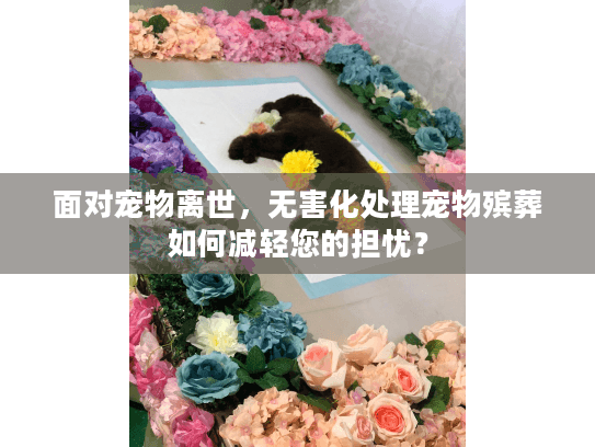 面对宠物离世，无害化处理宠物殡葬如何减轻您的担忧？