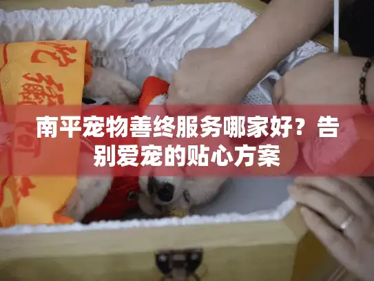 南平宠物善终服务哪家好？告别爱宠的贴心方案