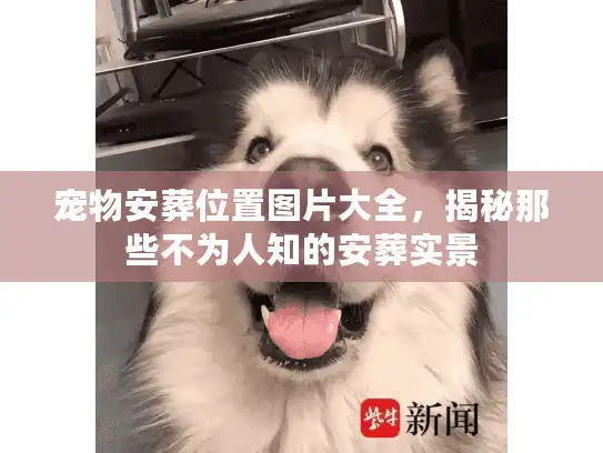 宠物安葬位置图片大全,揭秘那些不为人知的安葬实景 宠物安葬位置图片大全,揭秘那些不为人知的安葬实景