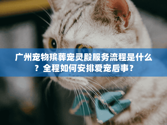 广州宠物殡葬宠灵殿服务流程是什么？全程如何安排爱宠后事？