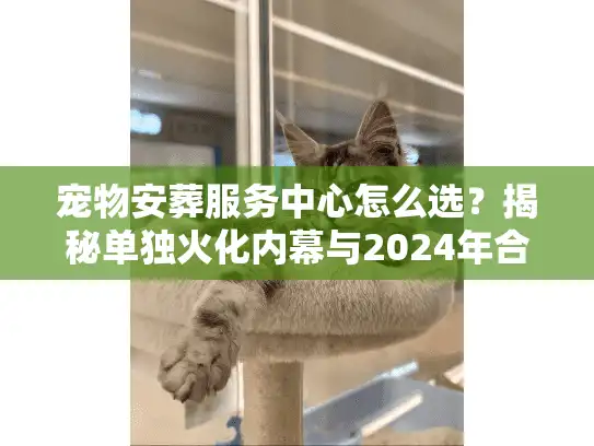 宠物安葬服务中心怎么选？揭秘单独火化内幕与2024年合规避坑法