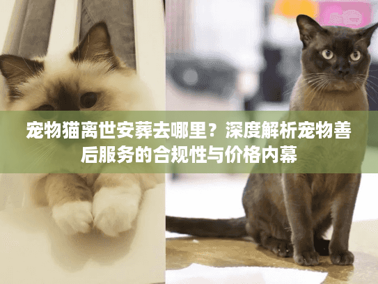 宠物猫离世安葬去哪里？深度解析宠物善后服务的合规性与价格内幕