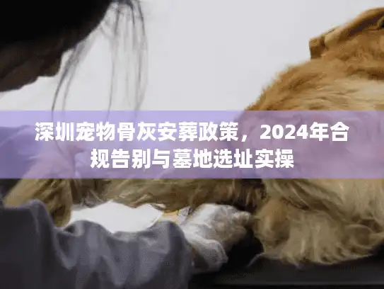 深圳宠物骨灰安葬政策，2024年合规告别与墓地选址实操