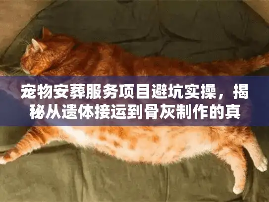 宠物安葬服务项目避坑实操，揭秘从遗体接运到骨灰制作的真实内幕