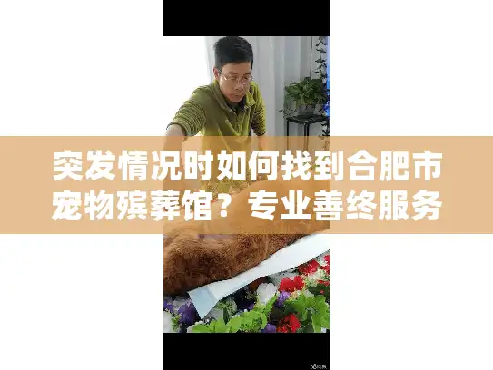 突发情况时如何找到合肥市宠物殡葬馆？专业善终服务全解答