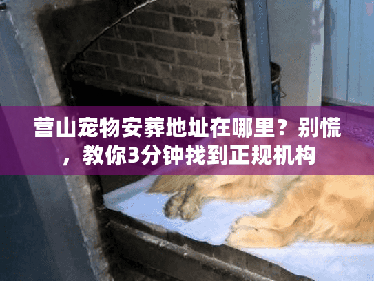 营山宠物安葬地址在哪里?别慌,教你3分钟找到正规机构 营山宠物安葬地址在哪里?别慌,教你3分钟找到正规机构