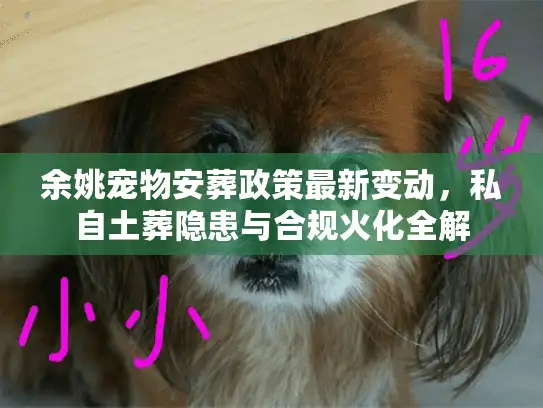 余姚宠物安葬政策最新变动，私自土葬隐患与合规火化全解