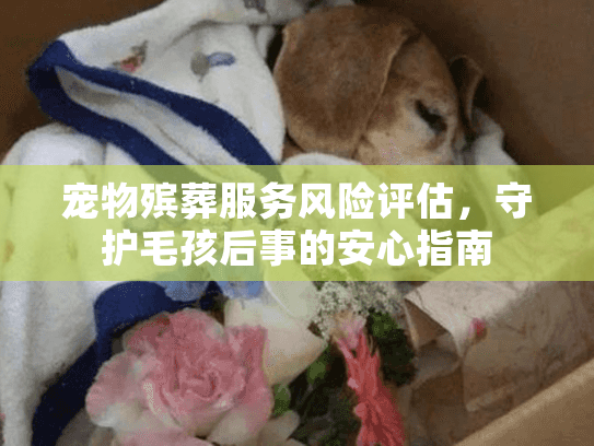 宠物殡葬服务风险评估，守护毛孩后事的安心指南