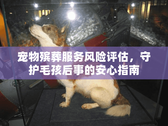 宠物殡葬服务风险评估，守护毛孩后事的安心指南