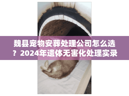 魏县宠物安葬处理公司怎么选？2024年遗体无害化处理实录