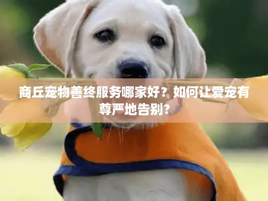 商丘宠物善终服务哪家好?如何让爱宠有尊严地告别? 商丘宠物善终服务哪家好?如何让爱宠有尊严地告别?