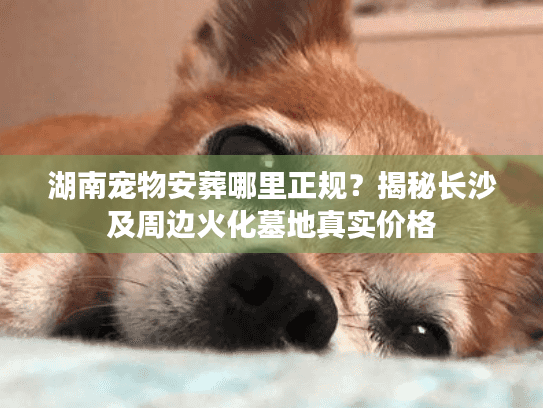 湖南宠物安葬哪里正规？揭秘长沙及周边火化墓地真实价格