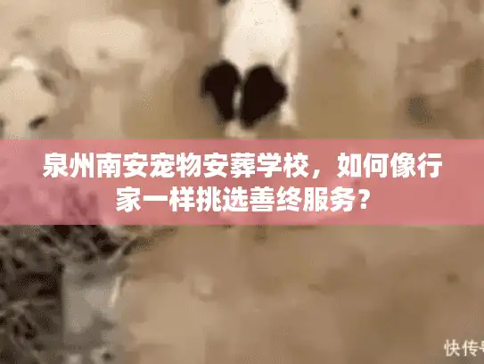 泉州南安宠物安葬学校，如何像行家一样挑选善终服务？