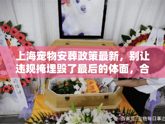 上海宠物安葬政策最新，别让违规掩埋毁了最后的体面，合规殡葬实操