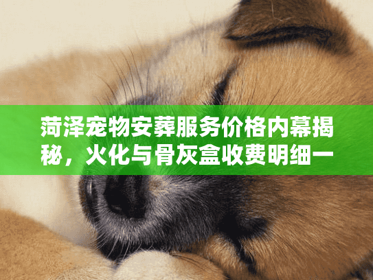 菏泽宠物安葬服务价格内幕揭秘,火化与骨灰盒收费明细一览 菏泽宠物安葬服务价格内幕揭秘,火化与骨灰盒收费明细一览