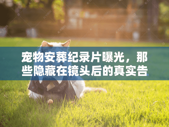 宠物安葬纪录片曝光，那些隐藏在镜头后的真实告别与善终服务