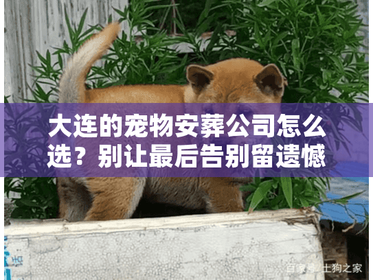 大连的宠物安葬公司怎么选？别让最后告别留遗憾，揭秘火化全流程