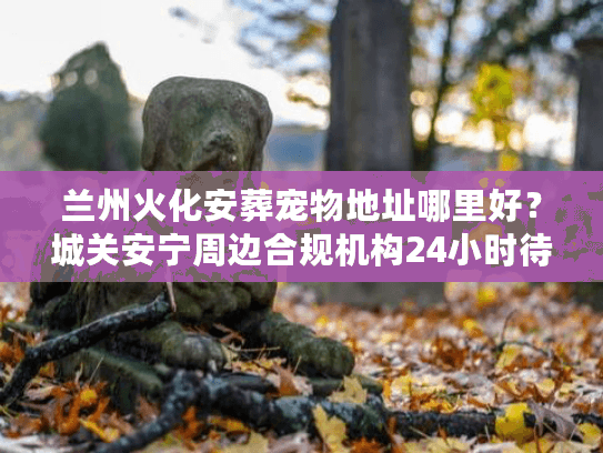 兰州火化安葬宠物地址哪里好？城关安宁周边合规机构24小时待命