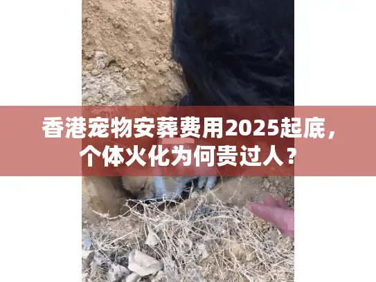 香港宠物安葬费用2025起底，个体火化为何贵过人？