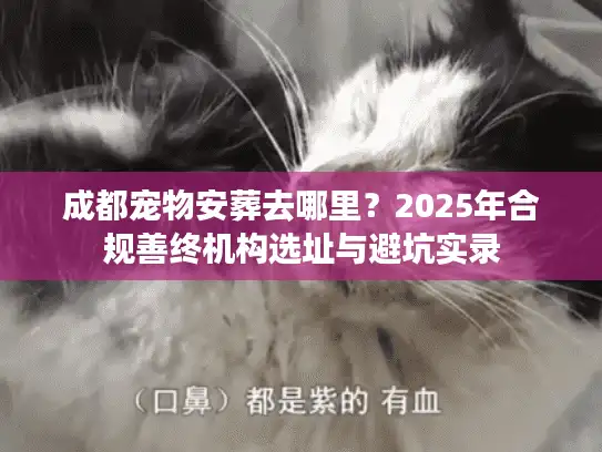 成都宠物安葬去哪里？2025年合规善终机构选址与避坑实录