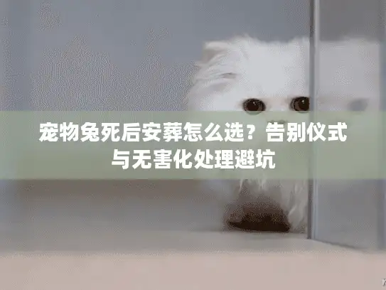 宠物兔死后安葬怎么选？告别仪式与无害化处理避坑