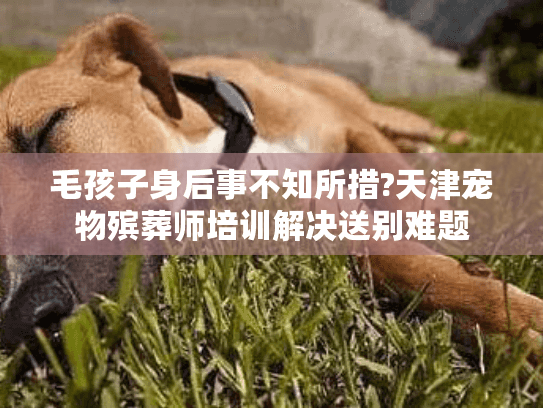 毛孩子身后事不知所措?天津宠物殡葬师培训解决送别难题