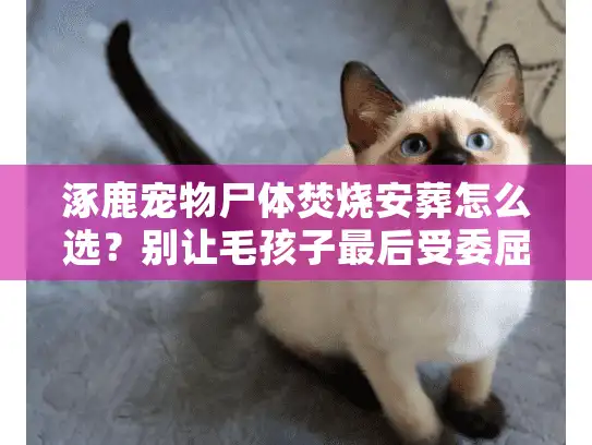 涿鹿宠物尸体焚烧安葬怎么选？别让毛孩子最后受委屈