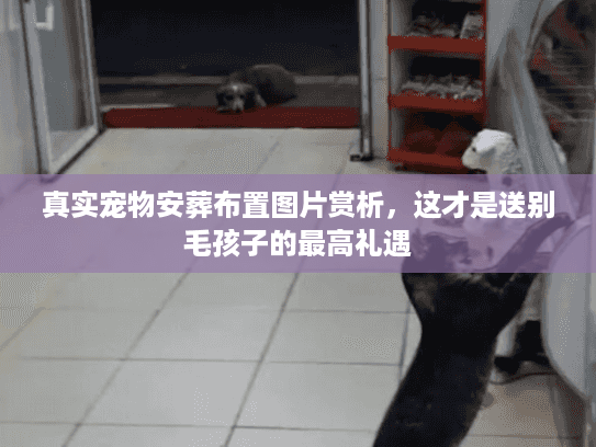真实宠物安葬布置图片赏析,这才是送别毛孩子的最高礼遇 真实宠物安葬布置图片赏析,这才是送别毛孩子的最高礼遇