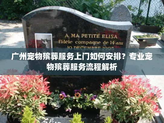 广州宠物殡葬服务上门如何安排？专业宠物殡葬服务流程解析