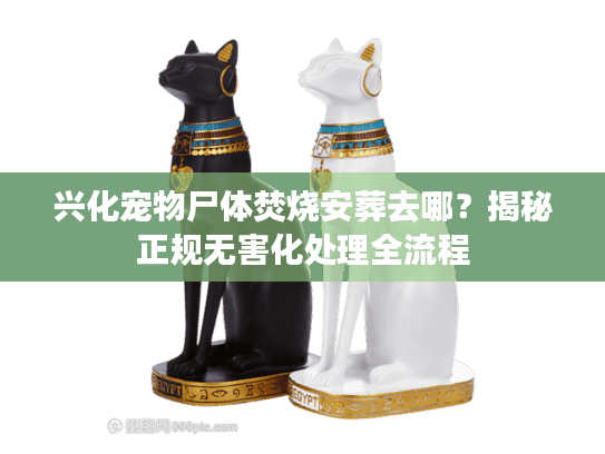 兴化宠物尸体焚烧安葬去哪？揭秘正规无害化处理全流程