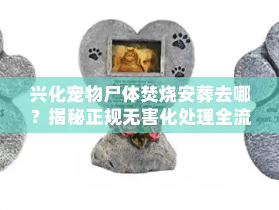 兴化宠物尸体焚烧安葬去哪？揭秘正规无害化处理全流程