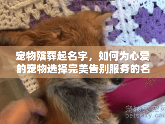 宠物殡葬起名字，如何为心爱的宠物选择完美告别服务的名称？