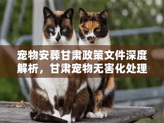 宠物安葬甘肃政策文件深度解析，甘肃宠物无害化处理合规避坑