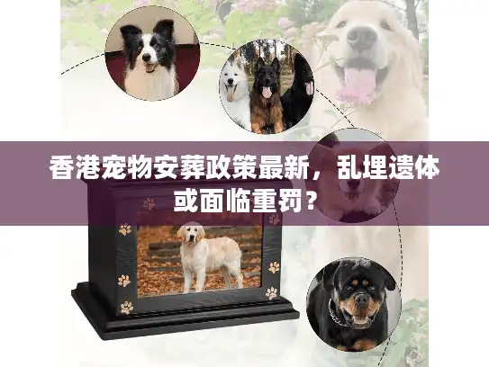 香港宠物安葬政策最新,乱埋遗体或面临重罚? 香港宠物安葬政策最新,乱埋遗体或面临重罚?