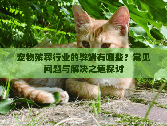 宠物殡葬行业的弊端有哪些？常见问题与解决之道探讨