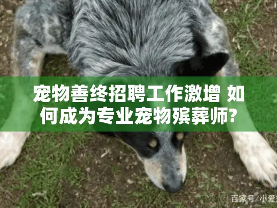 宠物善终招聘工作激增 如何成为专业宠物殡葬师?
