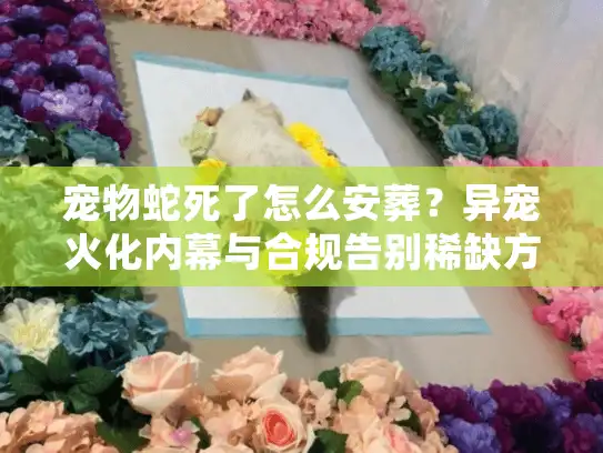 宠物蛇死了怎么安葬?异宠火化内幕与合规告别稀缺方案 宠物蛇死了怎么安葬?异宠火化内幕与合规告别稀缺方案