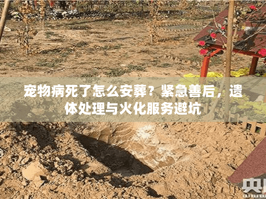 宠物病死了怎么安葬？紧急善后，遗体处理与火化服务避坑